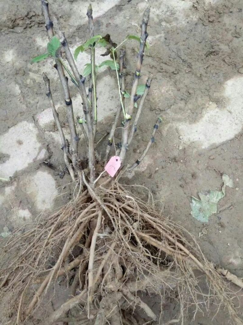 牡丹苗80cm以上，牡丹育苗技术，油用牡丹苗