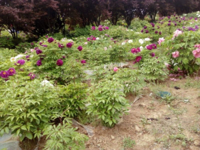 牡丹苗80cm以上，牡丹育苗技术，油用牡丹苗