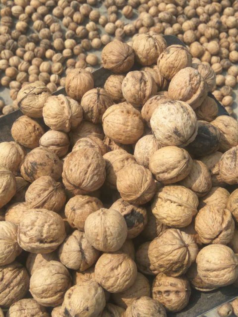 绵核桃25-30mm皮不厚