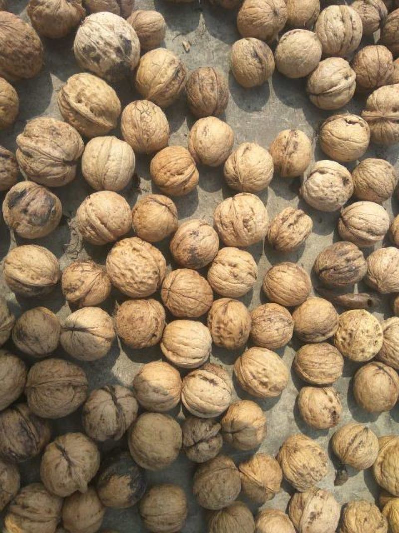 绵核桃25-30mm皮不厚