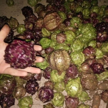 药用白果