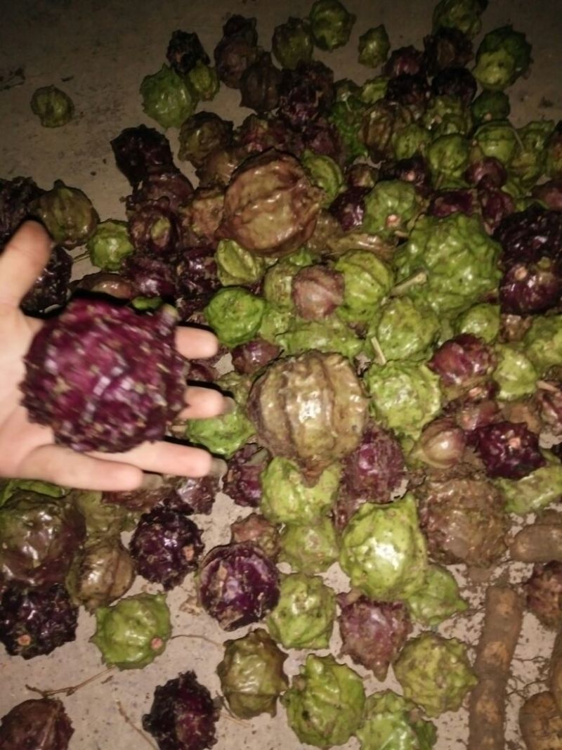 药用白果