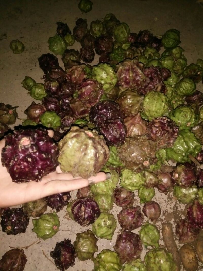 药用白果