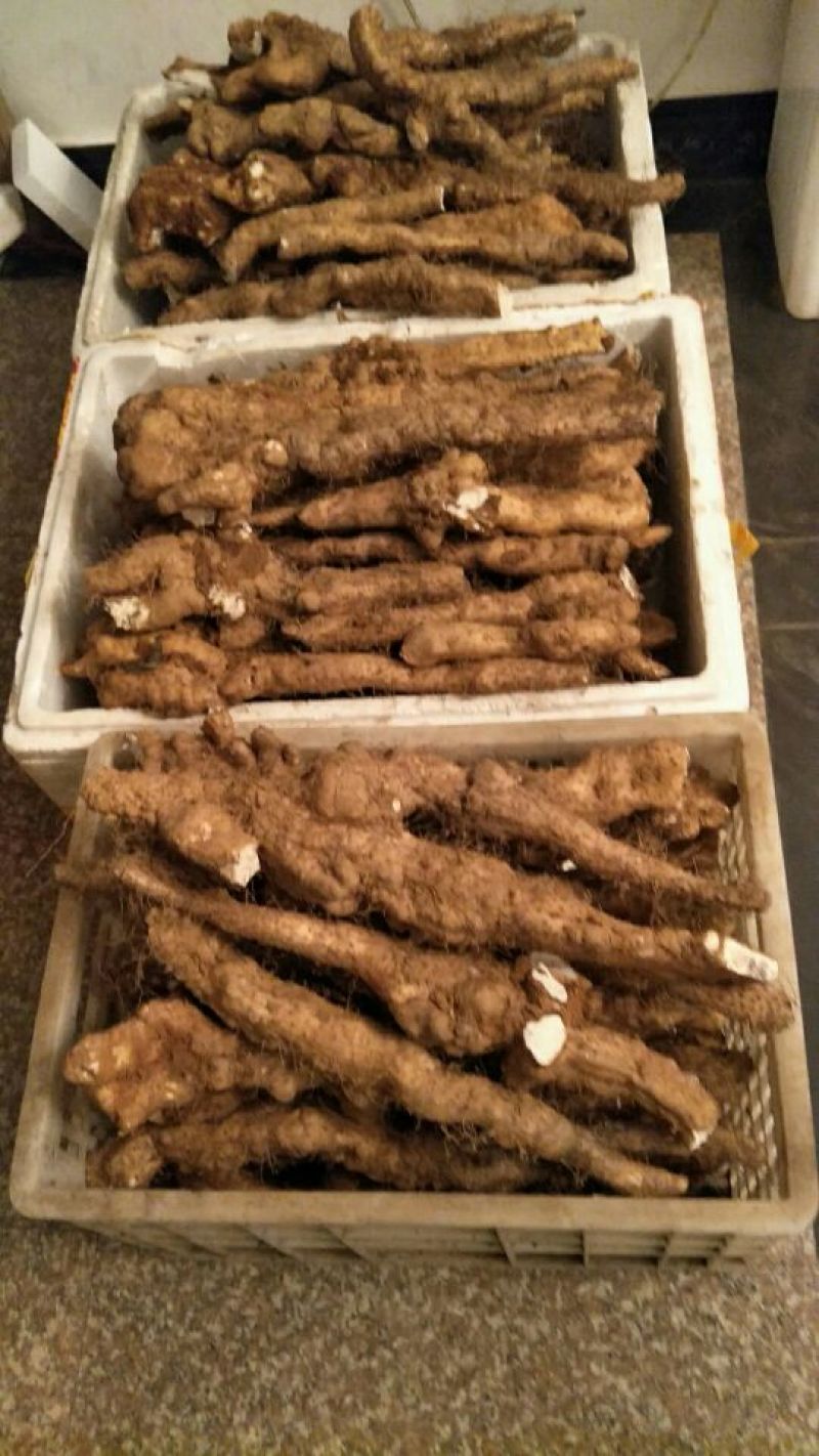 山药3~4厘米20~30厘米一级手捡