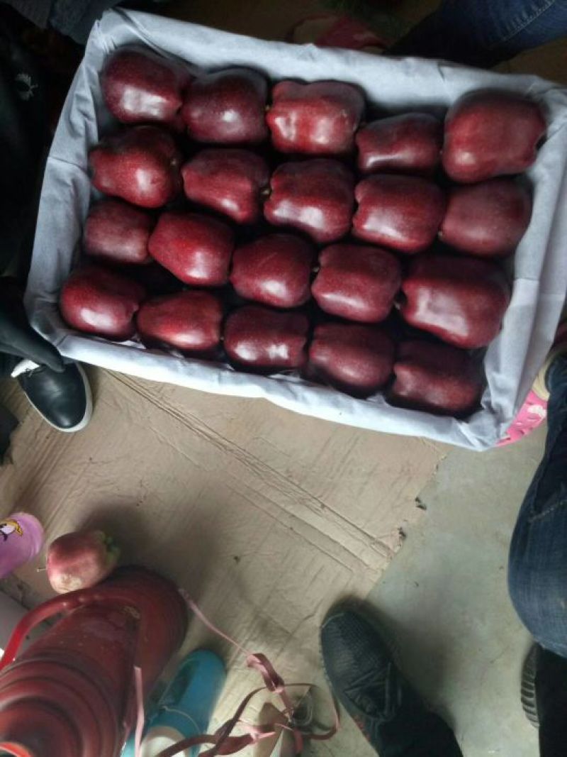 【产地直发】花牛苹果75mm以上光果大量有货全年供货