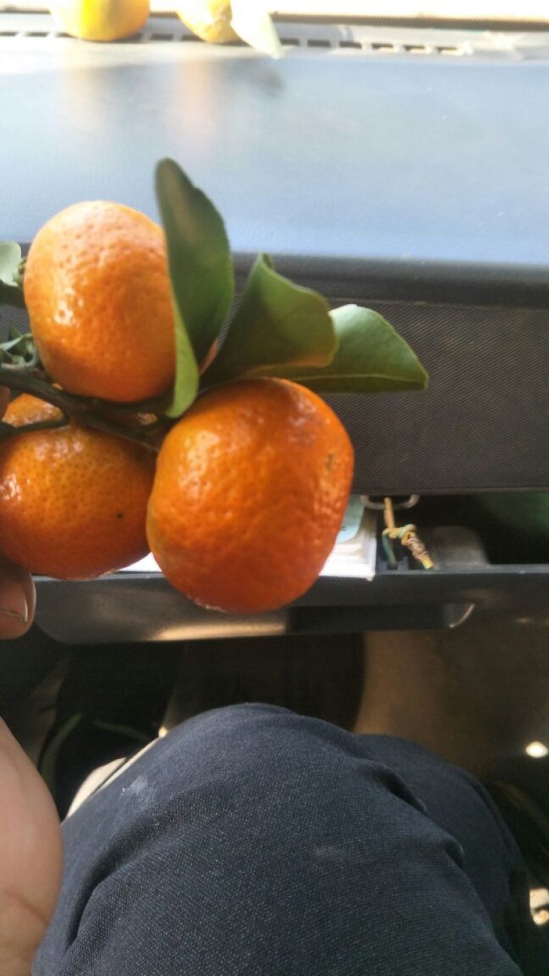 沙糖桔一级4~5cm
