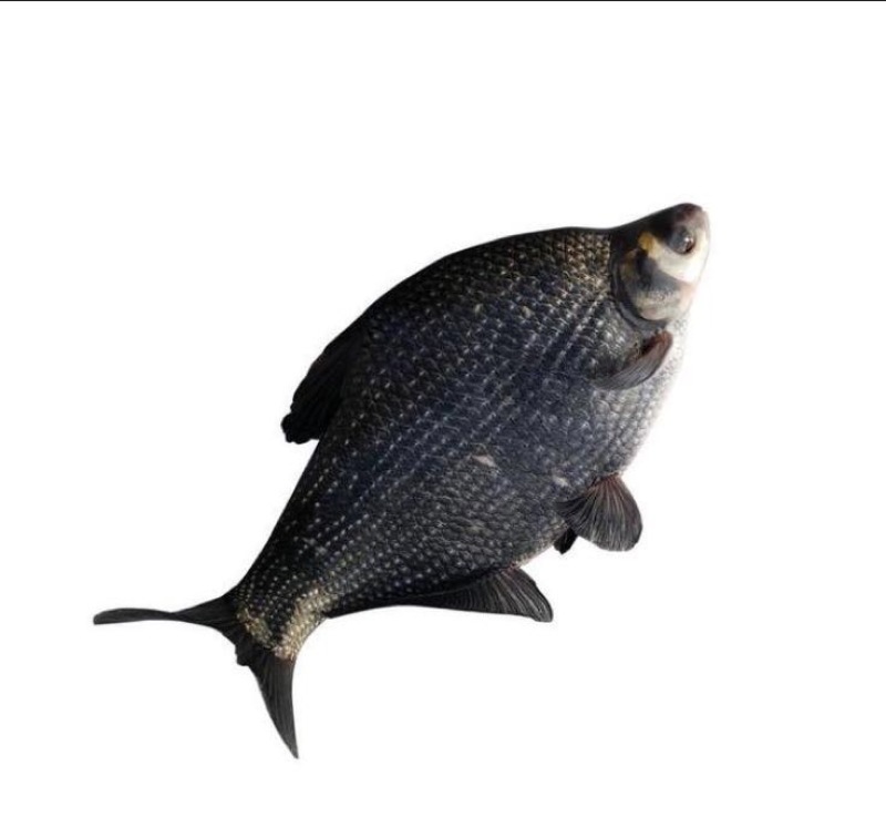 武昌鱼30~40cm食用活鱼