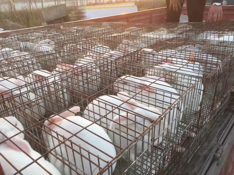 种兔1kg以下，长得快易养活，容易产仔