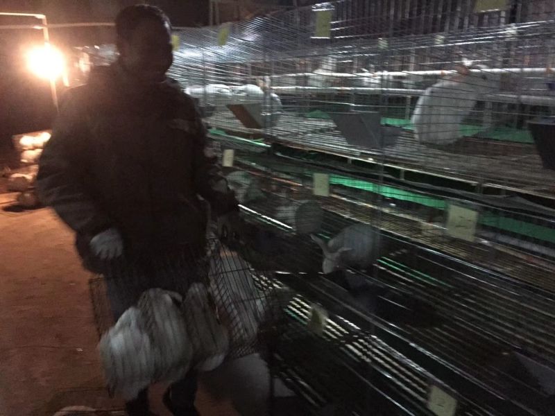 种兔1kg以下，长得快易养活，容易产仔