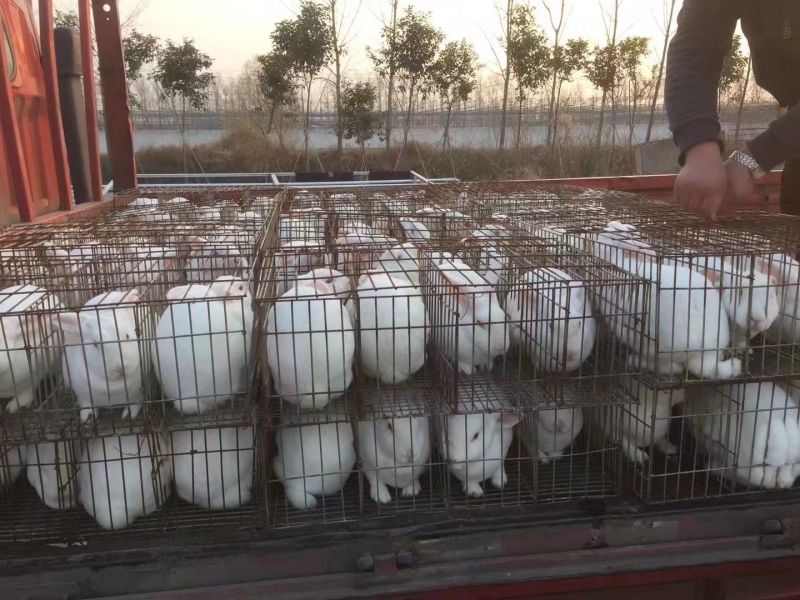 种兔1kg以下，长得快易养活，容易产仔
