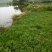 池鲤鱼2两鱼苗