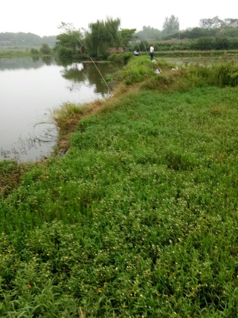 池鲤鱼2两鱼苗
