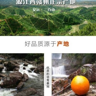 赣南脐橙65~70mm