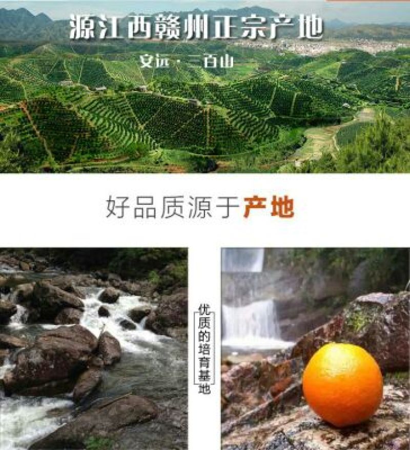 赣南脐橙65~70mm