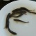 银鳕鱼苗大鳞鲃饲养容易