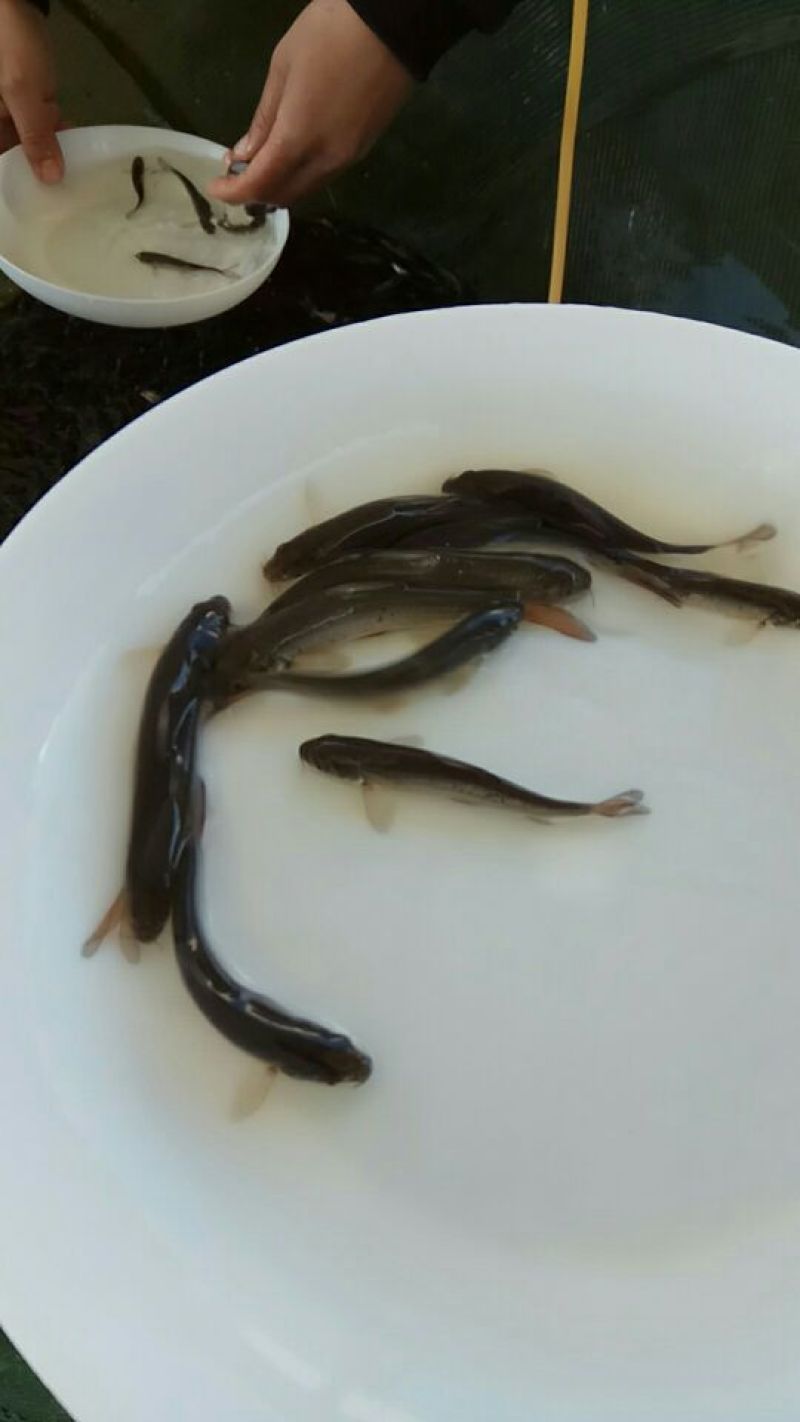 银鳕鱼苗大鳞鲃饲养容易