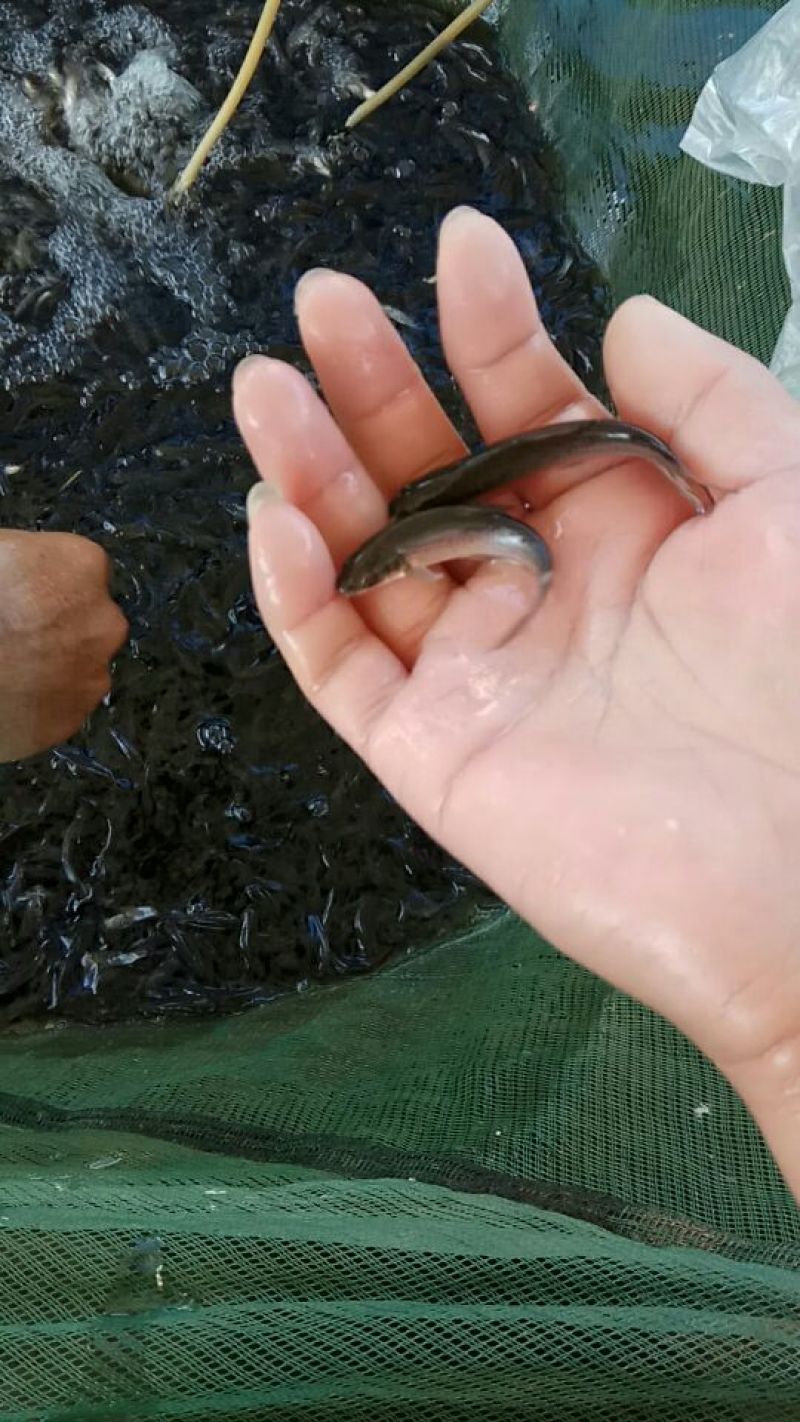 银鳕鱼苗大鳞鲃饲养容易