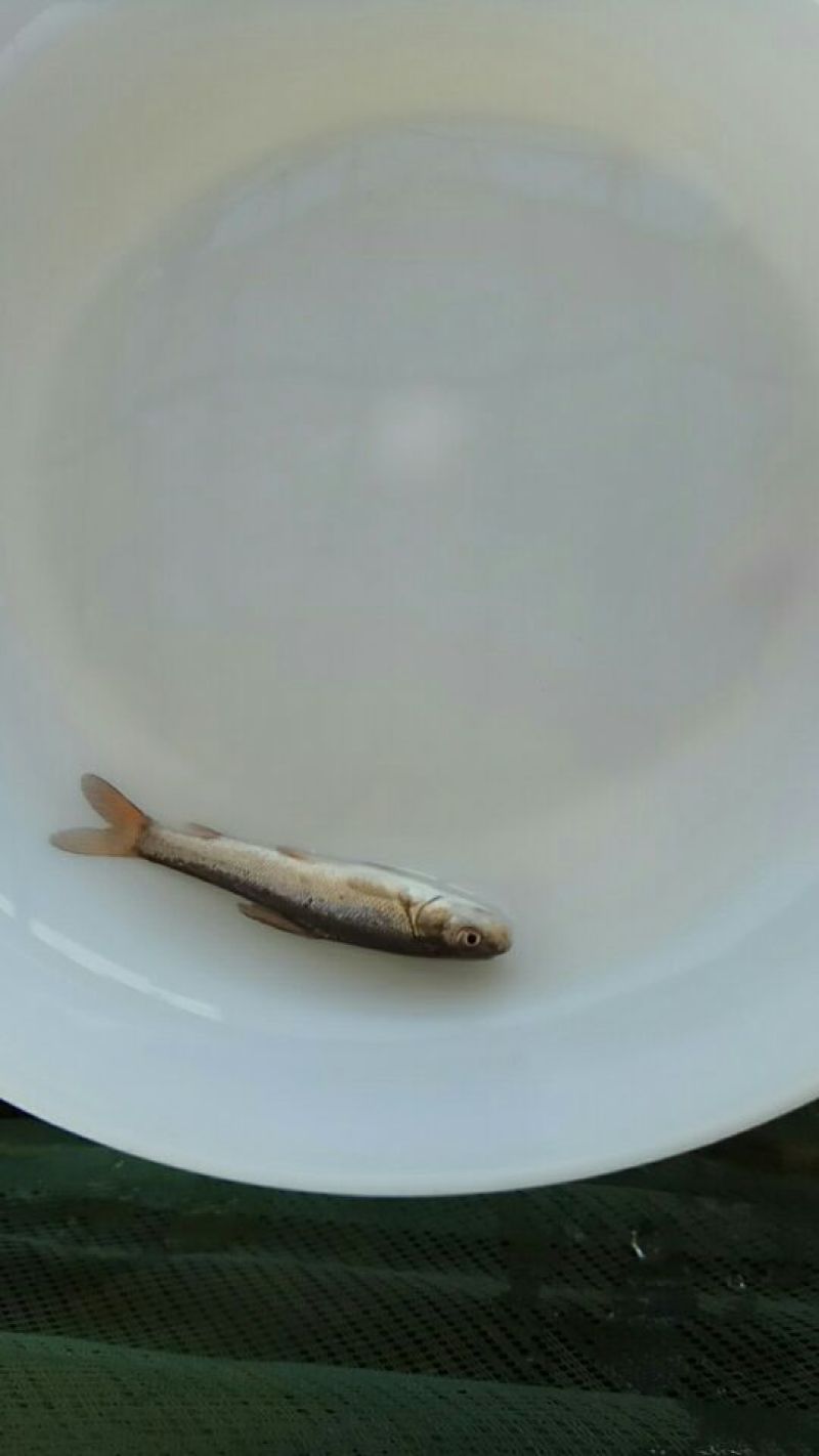 银鳕鱼苗大鳞鲃饲养容易