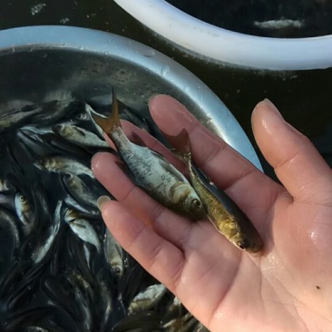 花鲢鱼苗鳙鱼大头鱼雄鱼