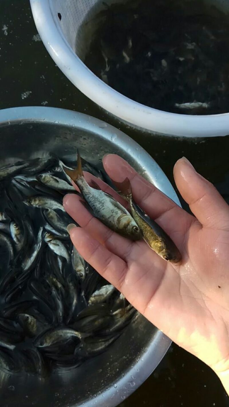 花鲢鱼苗鳙鱼大头鱼雄鱼