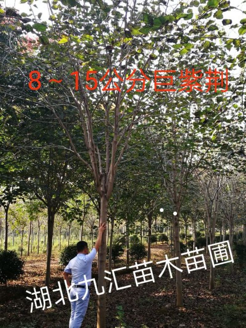 紫荆树巨紫荆紫荆12～20公分