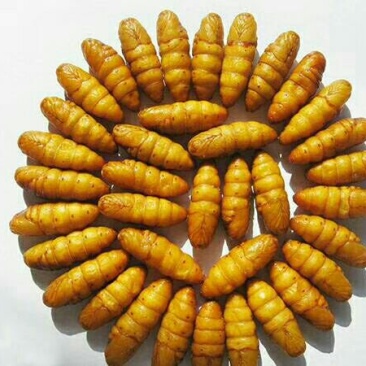 金丝蛹，质量好价格低，厂家直销，。。。。。。