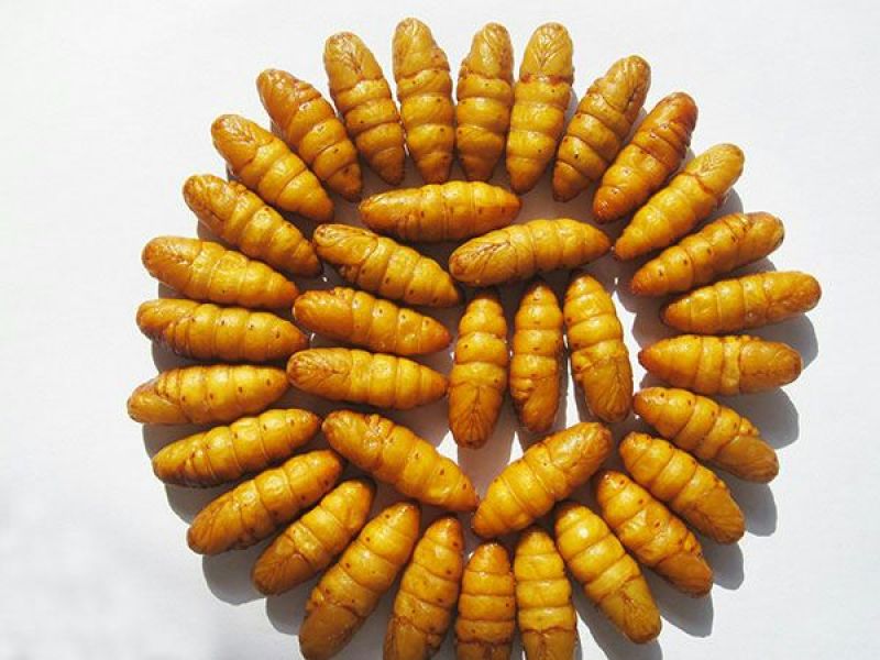 蚕蛹，质量好价格低，。。。。。。。。。。。