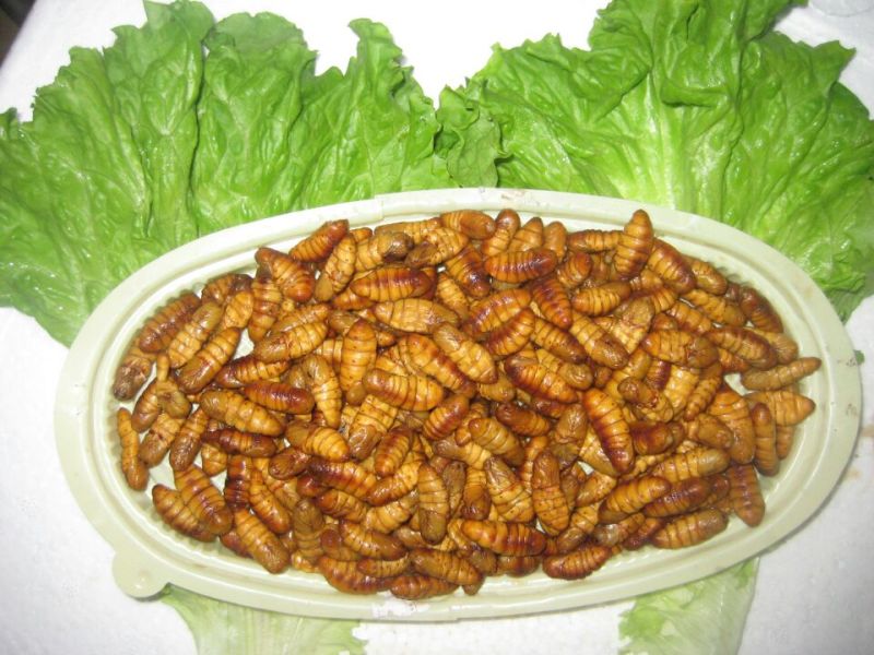 蚕蛹，质量好价格低，。。。。。。。。。。。