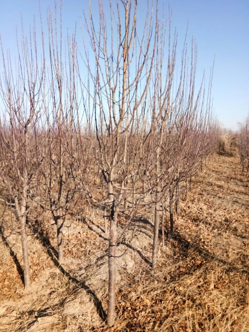 八棱海棠8~10cm12~14cm6~8cm