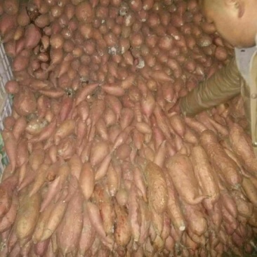 烟薯253两以上商品薯红心