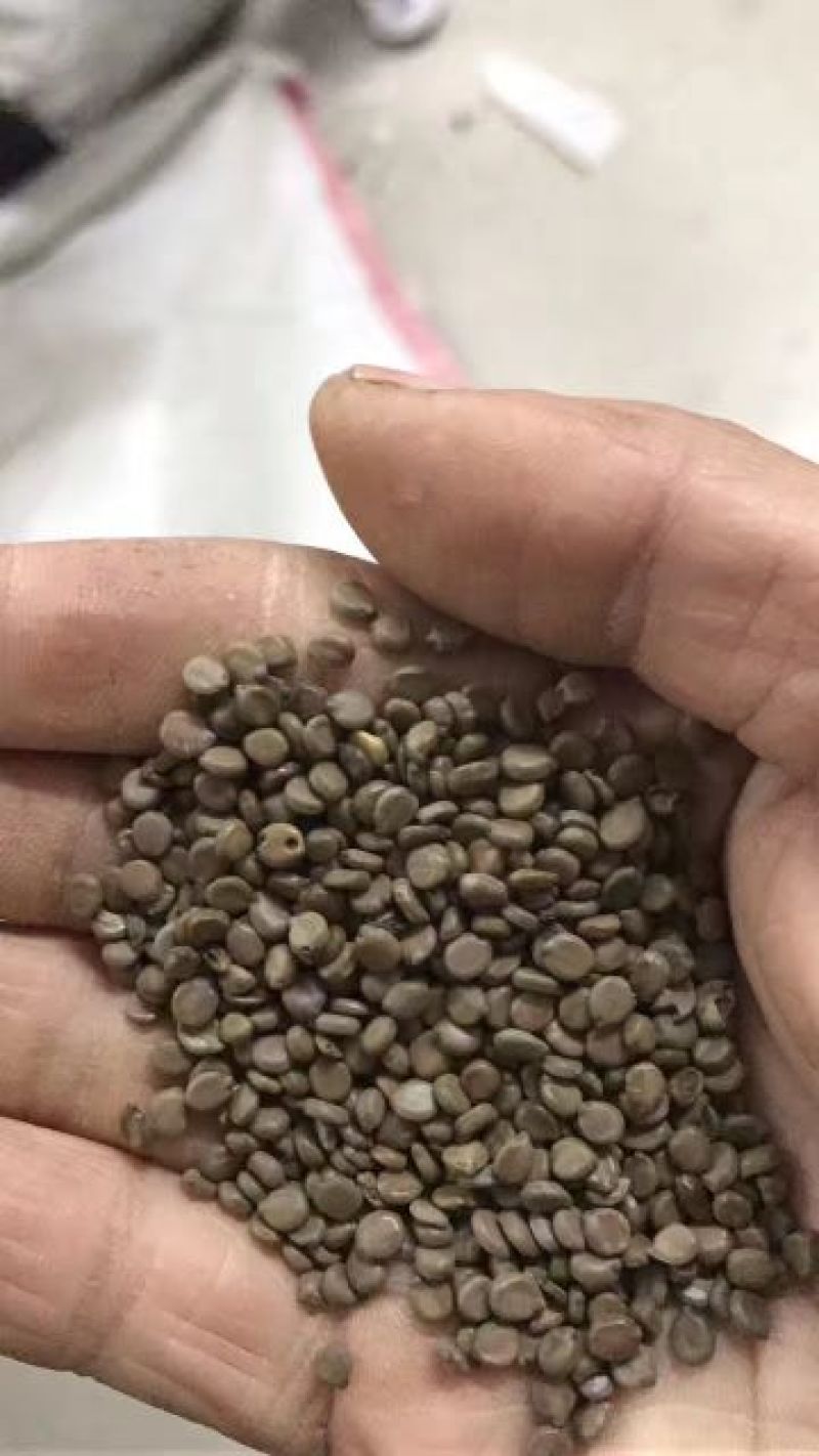 艾草种子90