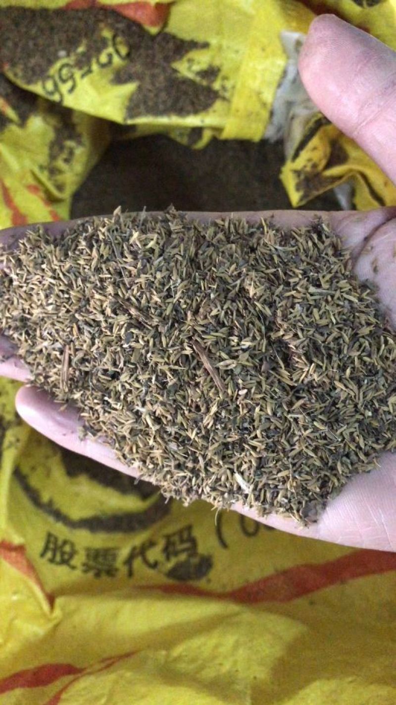 艾草种子90