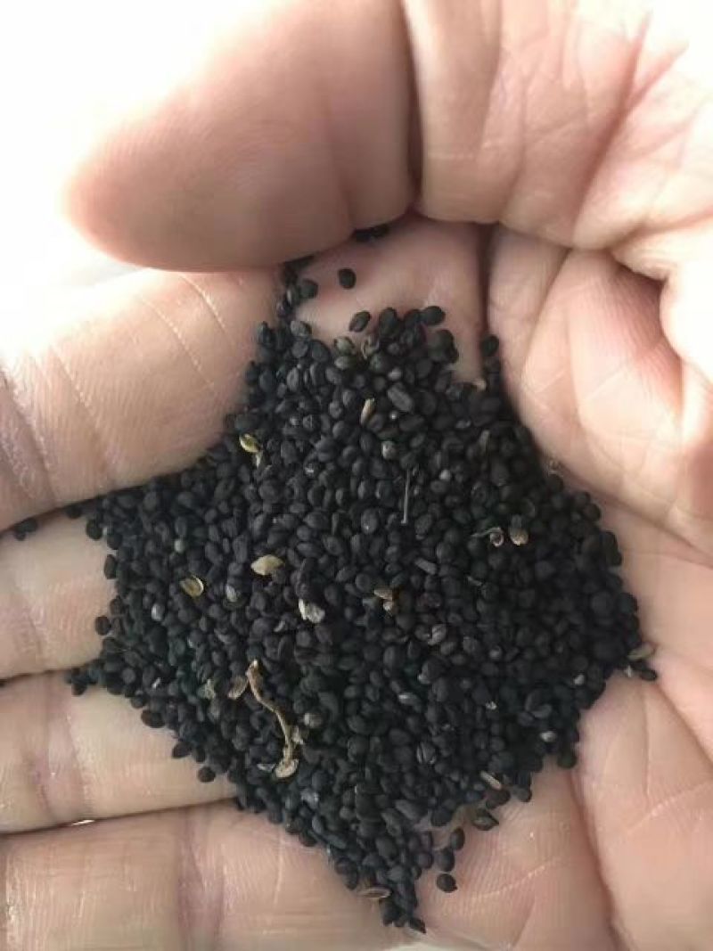 艾草种子90