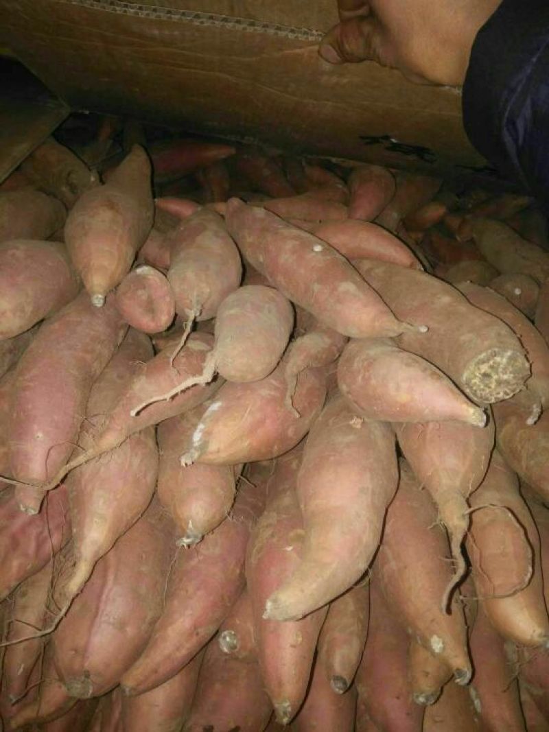 烟薯253两以上商品薯红心