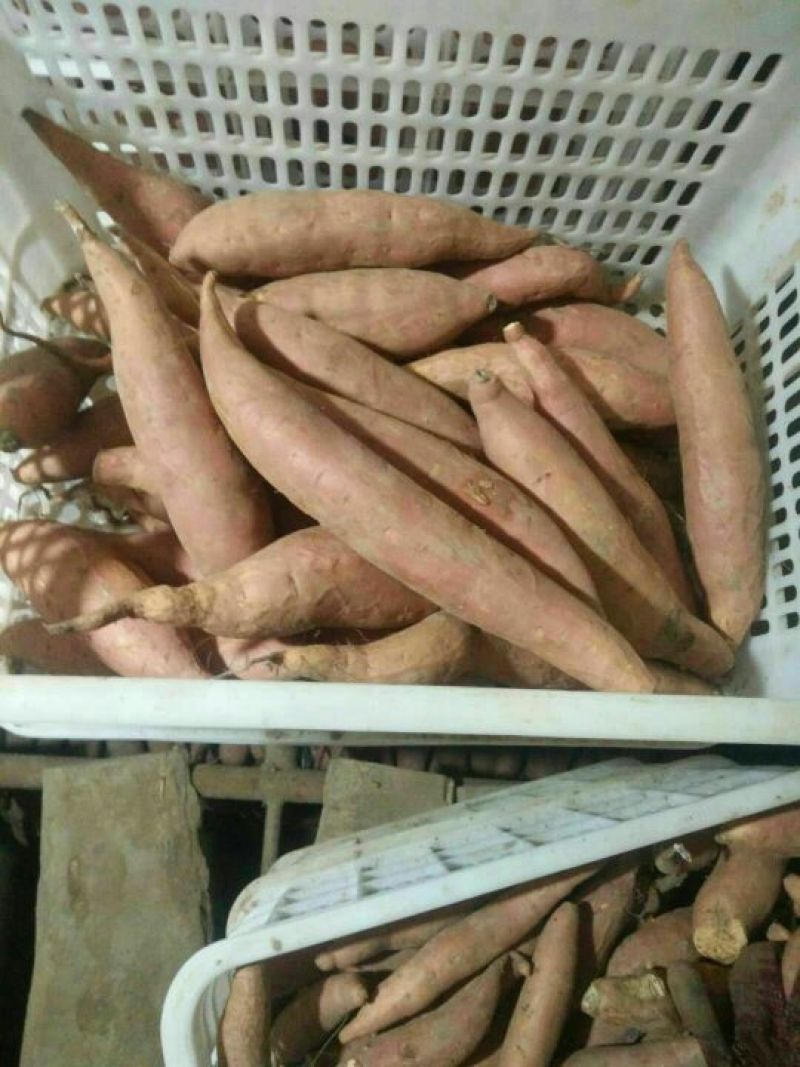 烟薯253两以上商品薯红心