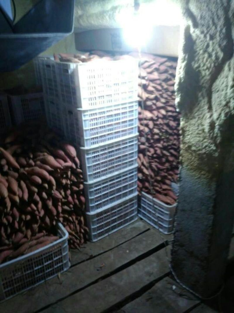 烟薯253两以上商品薯红心
