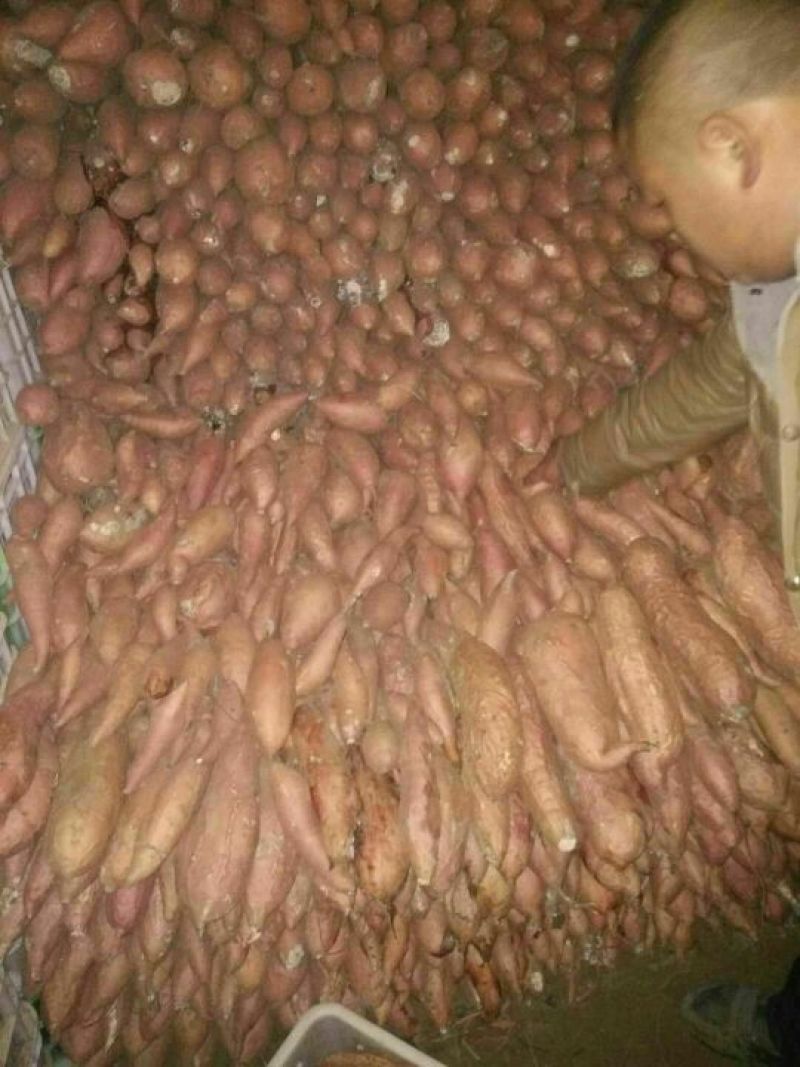 烟薯253两以上商品薯红心