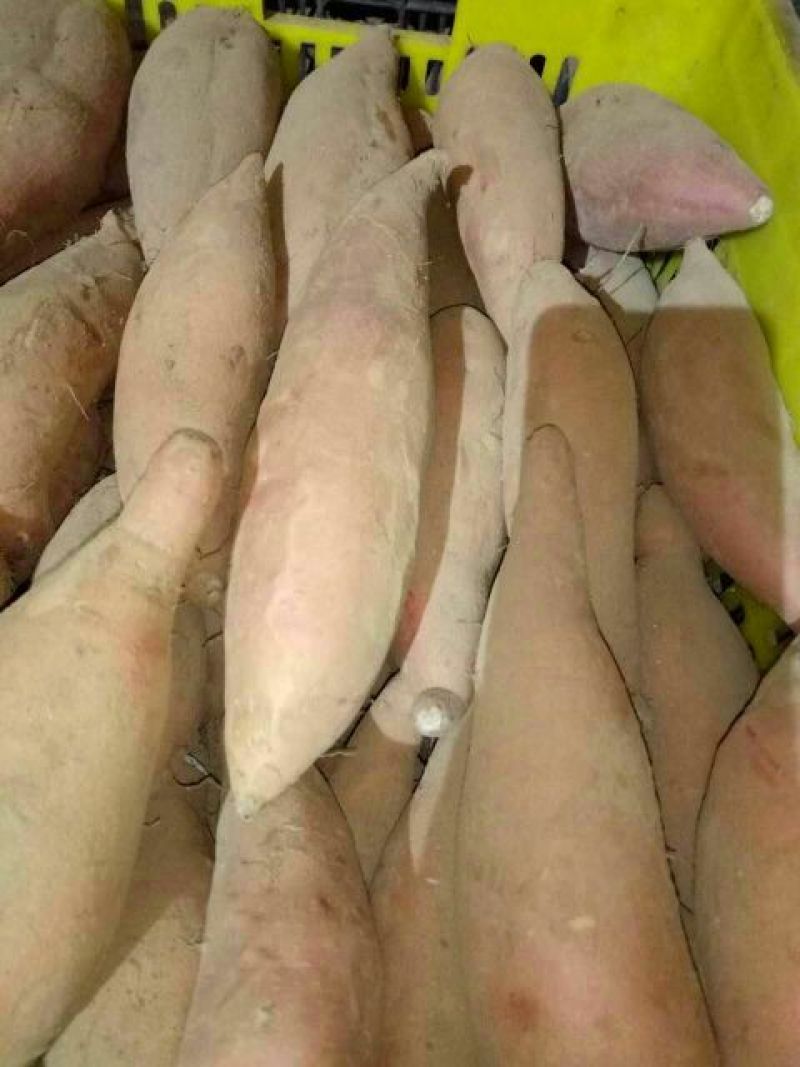 烟薯253两以上商品薯红心