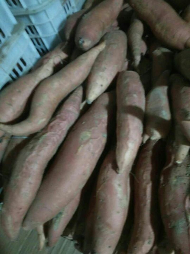 烟薯253两以上商品薯红心