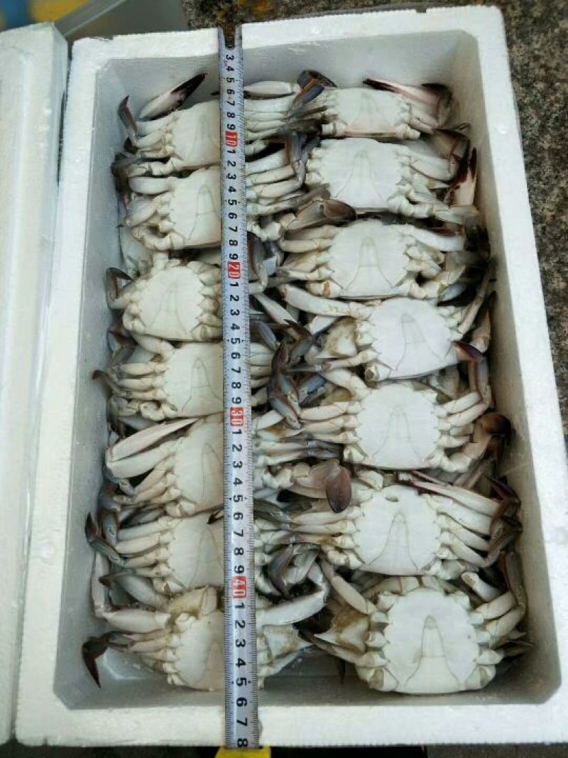 梭子蟹食用冻品