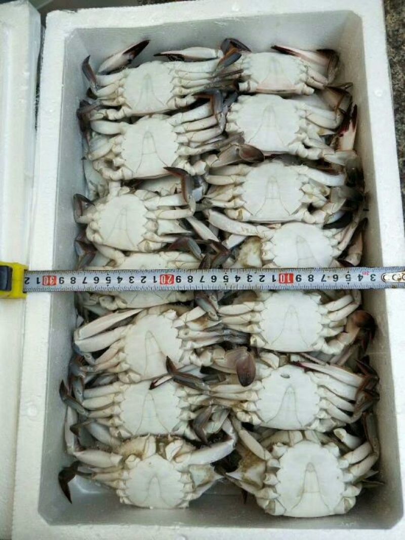 梭子蟹食用冻品