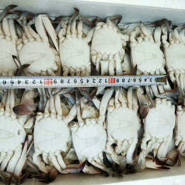 梭子蟹食用冻品