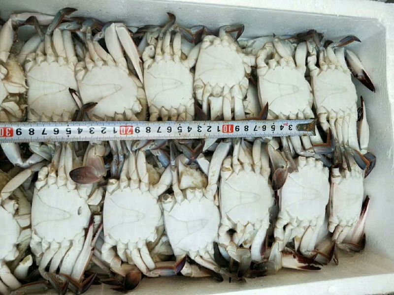 梭子蟹食用冻品