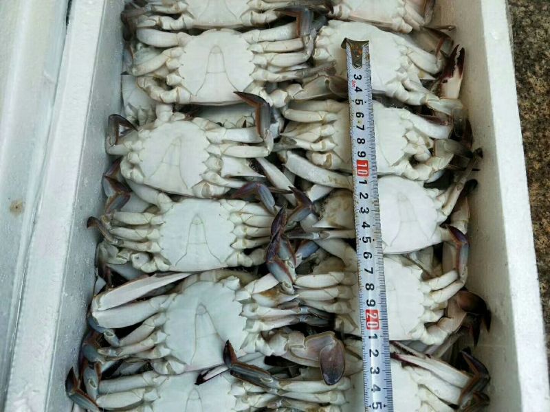 梭子蟹食用冻品