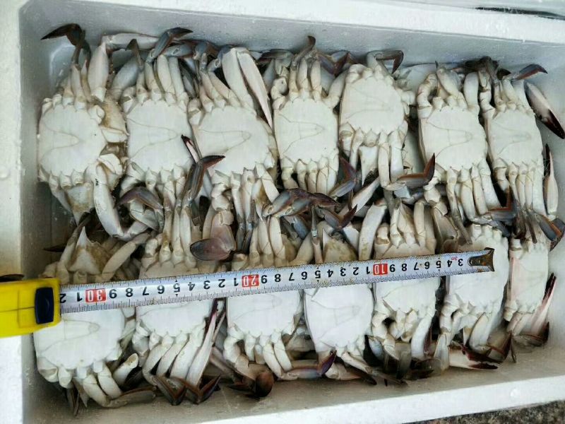 梭子蟹食用冻品