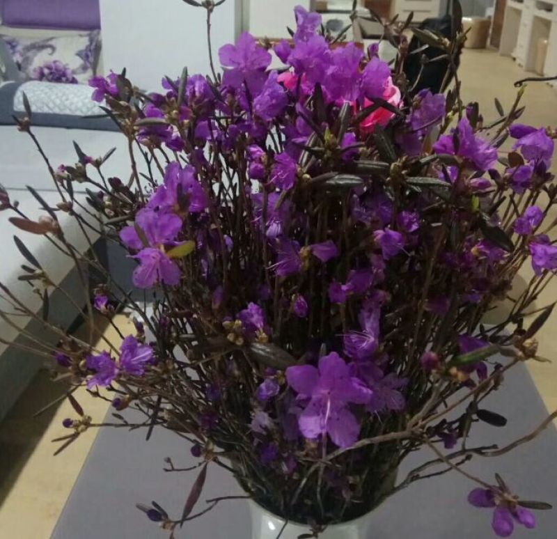杜鹃干花