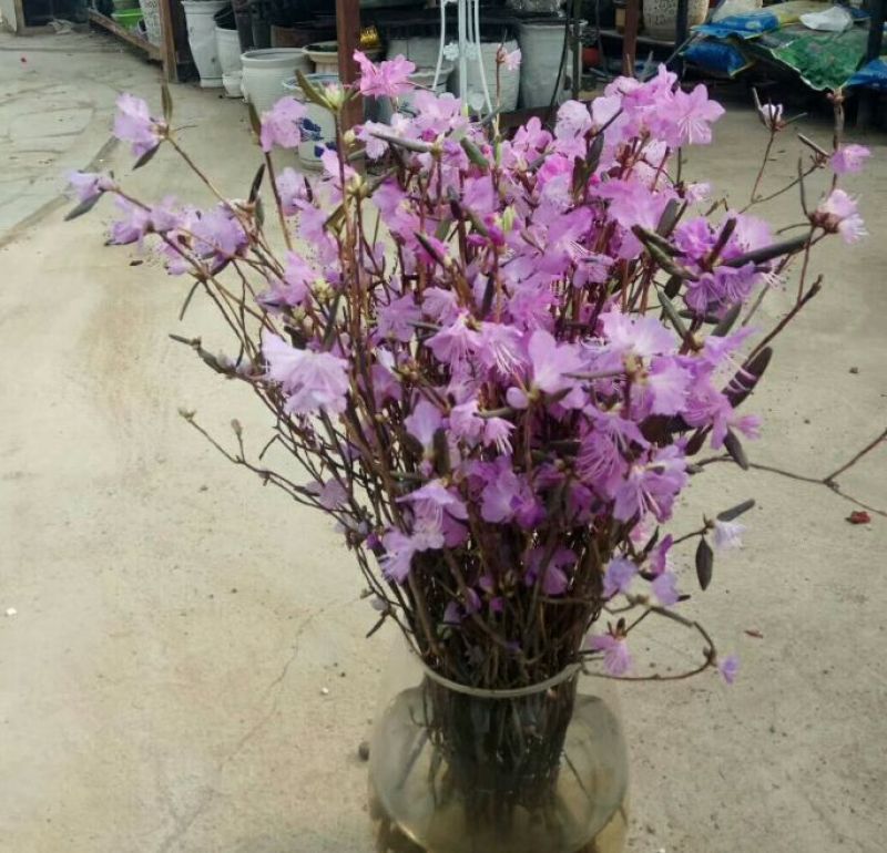杜鹃干花