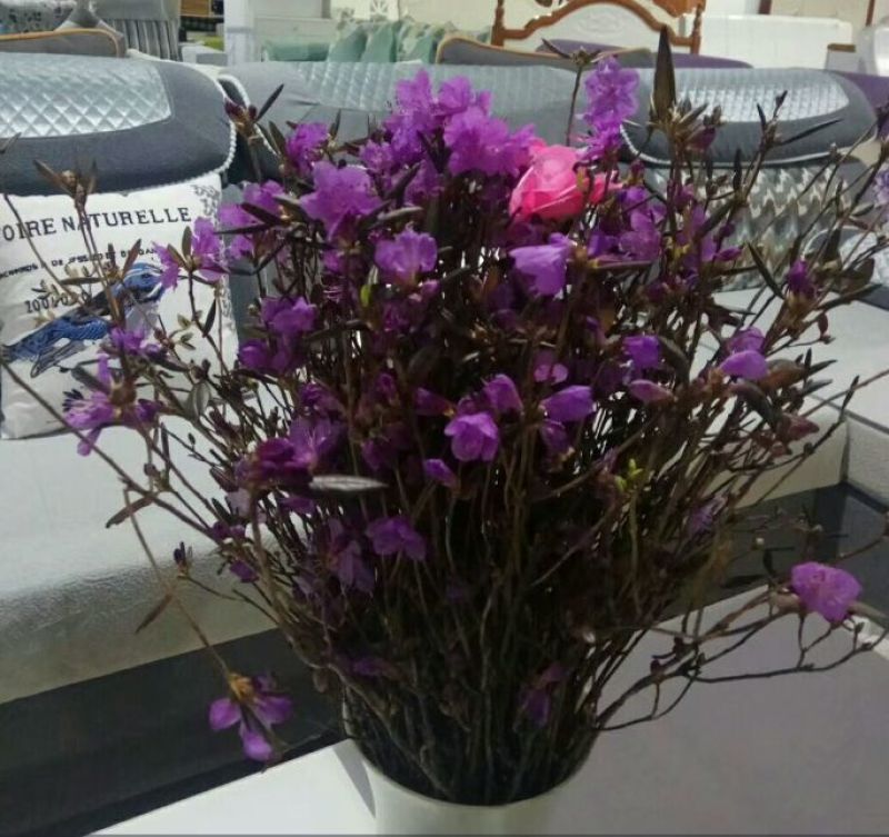 杜鹃干花