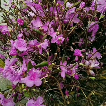 杜鹃干花