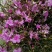 杜鹃干花